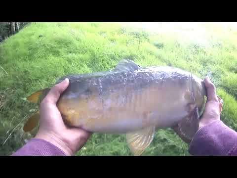 PÊCHE DE LA CARPE AU PAIN (record carrassin)