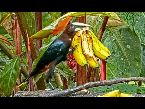 Oropendola, Chachalacas, and Tanagers Arrive for Breakfast at Canopy Lodge | December 8, 2022