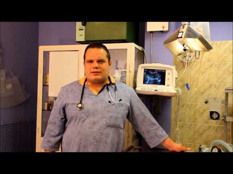 najczęstsze problemy psów związane z żywieniem suchą karmą - lek. wet. Wojciech Adamski