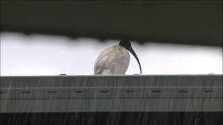 preview picture of video 'Yamba - Ibis in the rain'