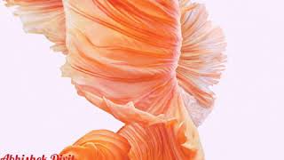 Tumhe jo maine dekha Abhishek Dixit