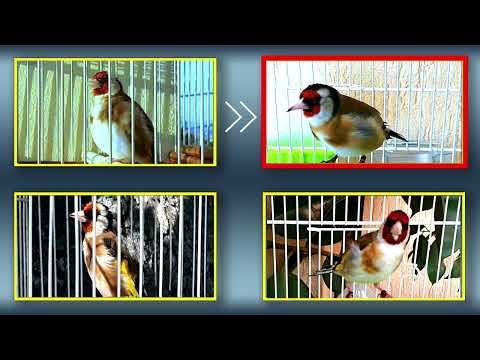 4 Goldfinches 12h The Best Training Song