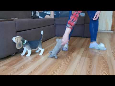 Beagle puppy for sale