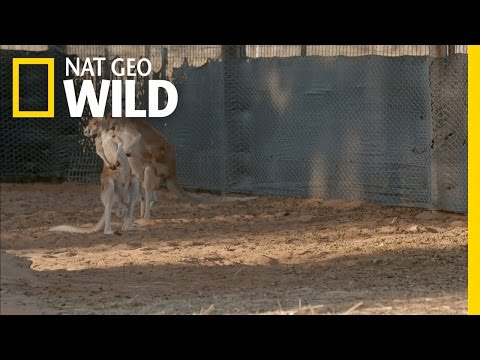 Ready for Release | Kangaroo Dundee