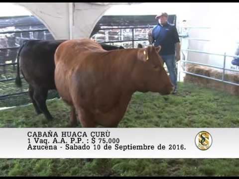 10-09-16 Venta de Vaquillonas A.A. P.P. - Cabaña Huaca Curù - Azucena.