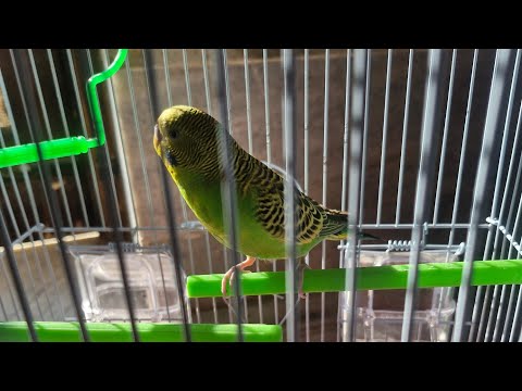 Vrinda bhakti & seva  is live