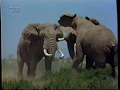 Øjenvidne I Naturens Galleri Elefanter