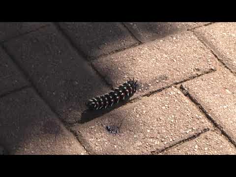Africa's HUGE insects - this is a giant 6-inch long caterpillar on the move!