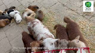 Guinea pigs and lambs in the garden