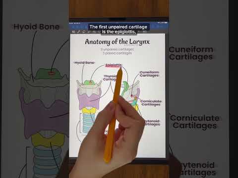 Anatomy of the Larynx  | TEAS and MCAT Review #shorts #anatomy