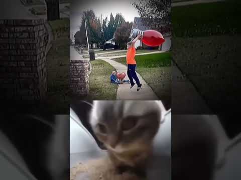 Chibi chibi chapa chapa. #cat #cats #explore #music #shorts