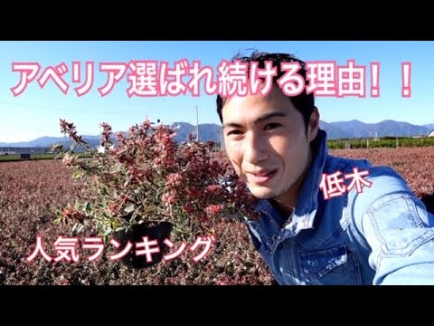 園芸 アベリア・エドゥアール・グーシェ