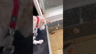 Download lagu Oh great Mimi want to catch the mouse. #subscribe #amazing #doglove mp3