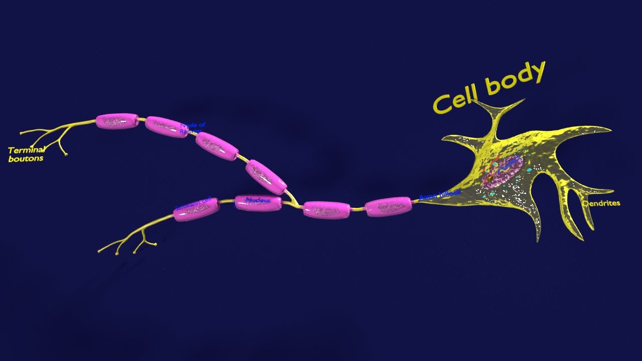 3D Neuron axon parts labelled detail model 3D Model