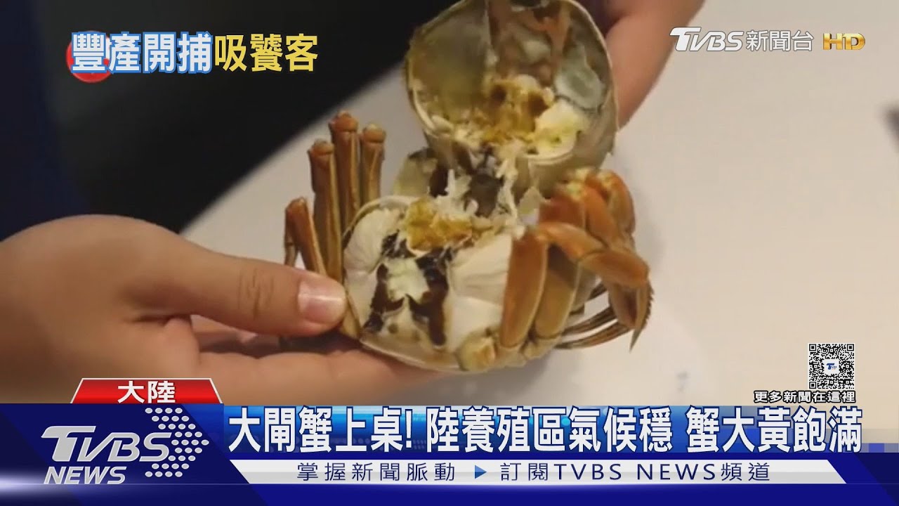 大閘蟹上桌！陸養殖區氣候穩　蟹大黃飽滿