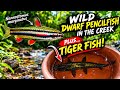 I Went Fishing for Wild Dwarf Pencilfish… Then Caught a Tiger Fish!