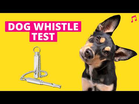 99% of Dogs React to These Whistle Sounds – Test Your Dog! 🐶🔊