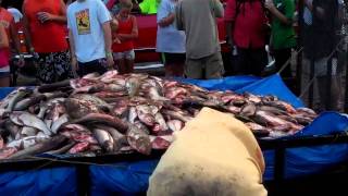 preview picture of video 'DROPPING OFF THE LOAD OF FISH REDNECK TOURNAMENT BATH IL.'