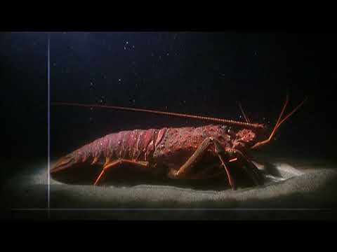 Arthropod Animation - Marine Arthropod Body Plan
