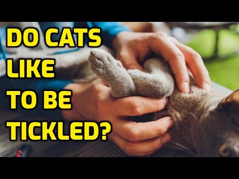 Where Are Cats Ticklish Spots?