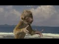 Daxter S Reaction To Dinosaur Zini S Same Voice