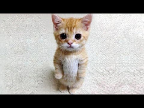 funny animal clips compilation of kittens I Dare You Don't laugh | Planet of animals funny animal clips compilation of kittens I Dare You Don't laugh | Planet of animals