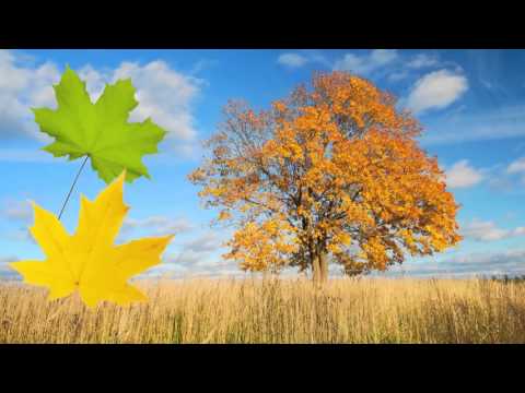 download lagu mp3 mp4 Description Of Autumn Season, download lagu Description Of Autumn Season gratis, unduh video klip Description Of Autumn Season