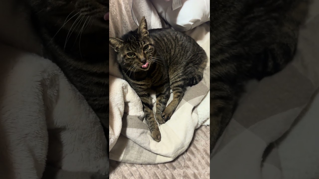 torakoです  #ねこのいる暮らし  #ねこ動画  #ねこのいる生活