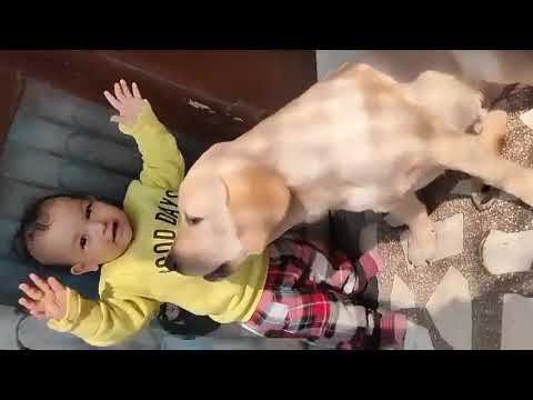 Vanshu ने Simba को पीट दिया। #doglover #labrador #dog #viral #shorts