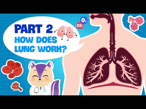 Biology | Secret of our Respiratory System (PART 2) | How do the Lungs work? | Science for kids