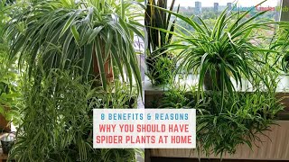 8 BENEFITS & REASONS WHY YOU SHOULD HAVE SPIDER PLANTS AT HOME