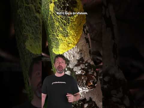 Et si vous mangiez de la moisissure ? #Shorts
