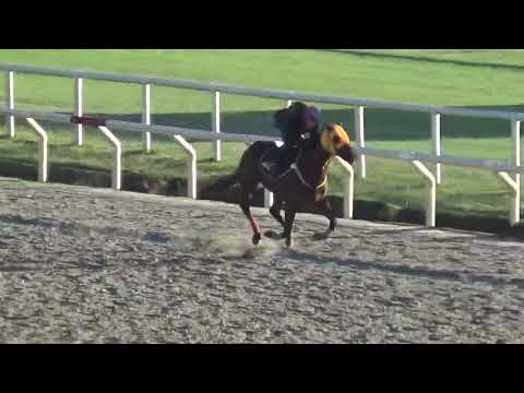 PINGO REMACHADO-REVISTA INVASOR