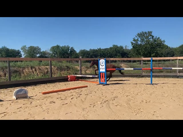 Male SF, lignée 10/10