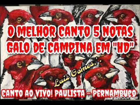 Galo de Campina Canto 5 Notas... Ô Galo de Campina dos meus sonhos!!! GRAVADO AO VIVO EM HD...