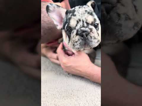 Video 1