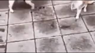 Прикол про кошек котов.