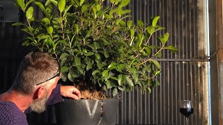 Fig Bonsai, Uncovering the Tree within