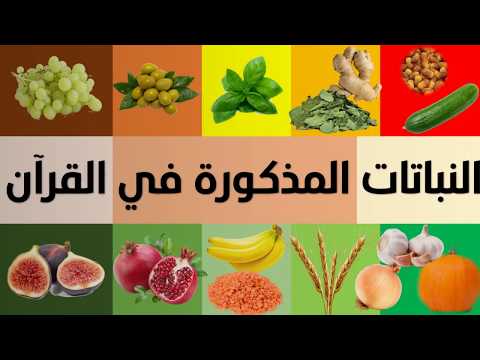 , title : 'الفواكه + الخضروات + الأشجار + الحبوب + النباتات المذكورة في القرآن الكريم'