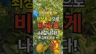 Download lagu 참외 따다가 죽을뻔했습니다. 성주 참외 농장 ep1. mp3 Download lagu 참외 따다가 죽을뻔했습니다. 성주 참외 농장 ep1. mp3