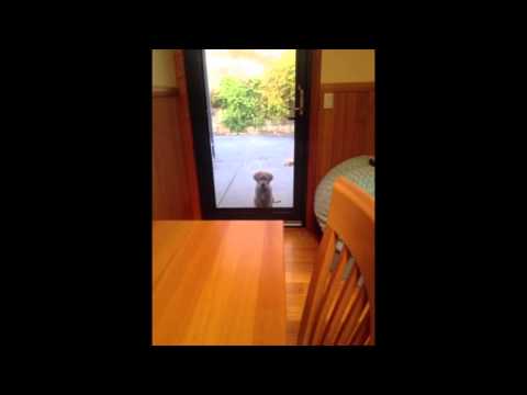 Pippa the Golden Retriever