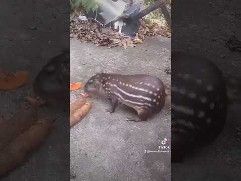 loque la madre naturaleza nos da una belleza tepescuintle