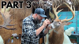 Deer Taxidermy in Maine: Part 3