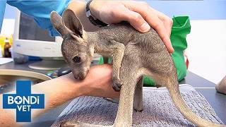 Orphaned Baby Wallaby Has Life-Threatening Illness | Bondi Vet