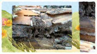 preview picture of video 'Pest Control Grand Prairie TX 214-504-2875 Ameri-Tech Termite Control'
