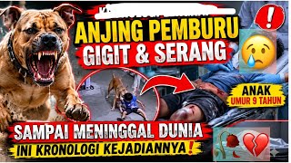 Download lagu CHRONOLOGY OF A HUNTING DOG ATTACKING A 9-YEAR-OLD CHILD TO DEATH ‼️ mp3 Download lagu CHRONOLOGY OF A HUNTING DOG ATTACKING A 9-YEAR-OLD CHILD TO DEATH ‼️ mp3