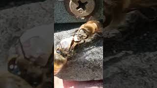 Download lagu #remix #edm #music #honeybeedance #insects #honeybeesting #beekeeping mp3