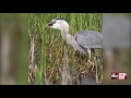 Bird Eats Gator
