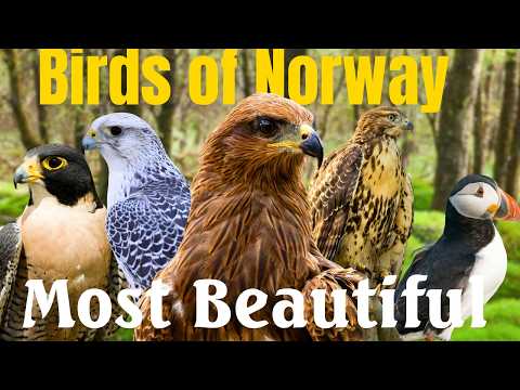 Birds of Norway – 15 Strange Species You Won’t Believe Exist | Bird Videos