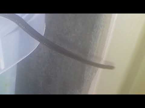 Hirudo verbana escape